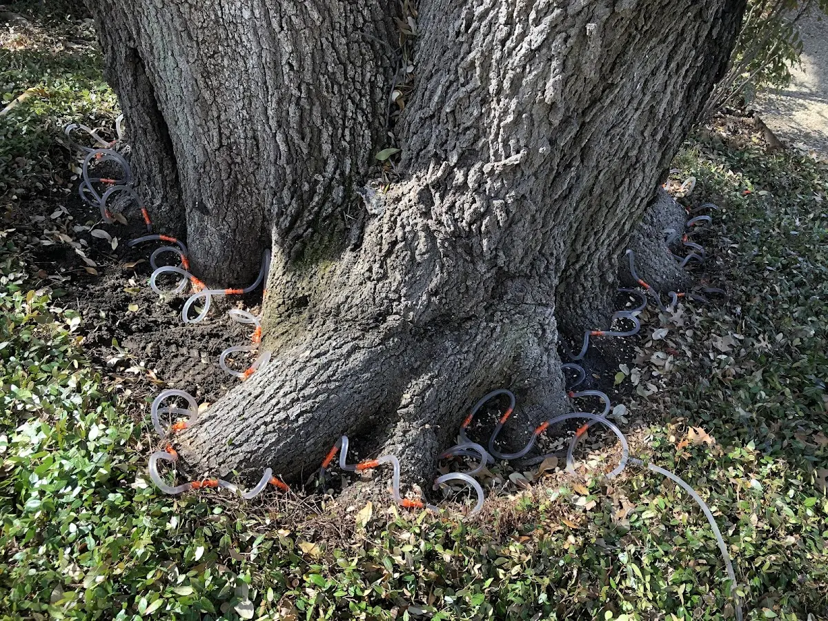 Detailed Tree Cabling and Bracing job site in Lake Placid