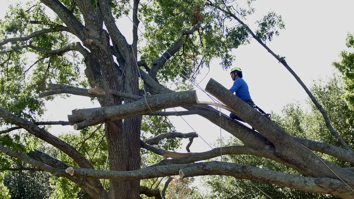 Professional Hazardous Tree Removal performed by certified arborists in Lake Placid