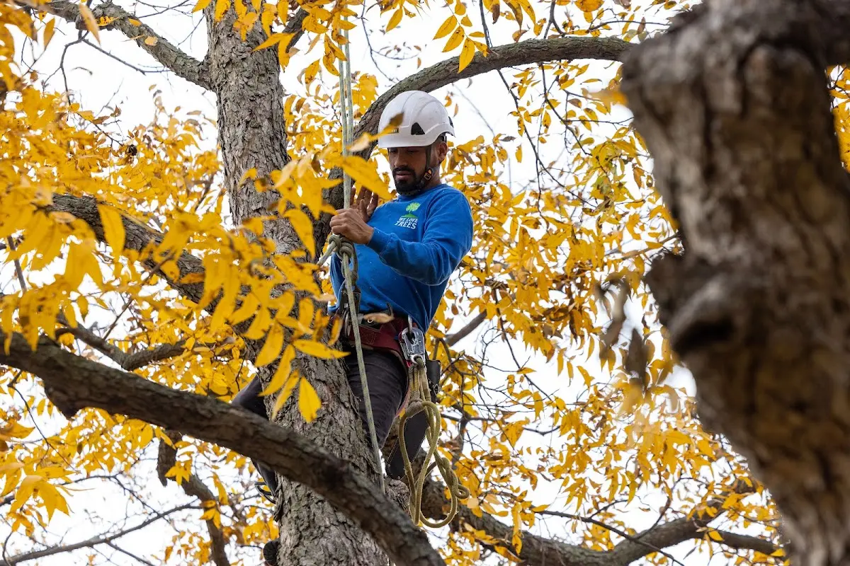 Skilled Tree Pruning crew working in Lake Placid