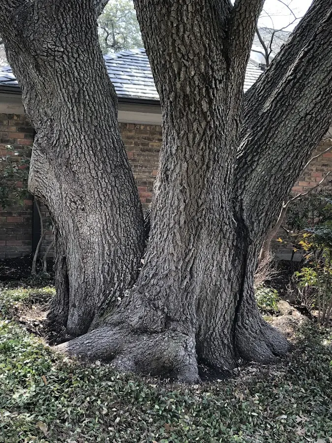 Mature heritage tree close to a Lake Placid property cared for by certified arborists